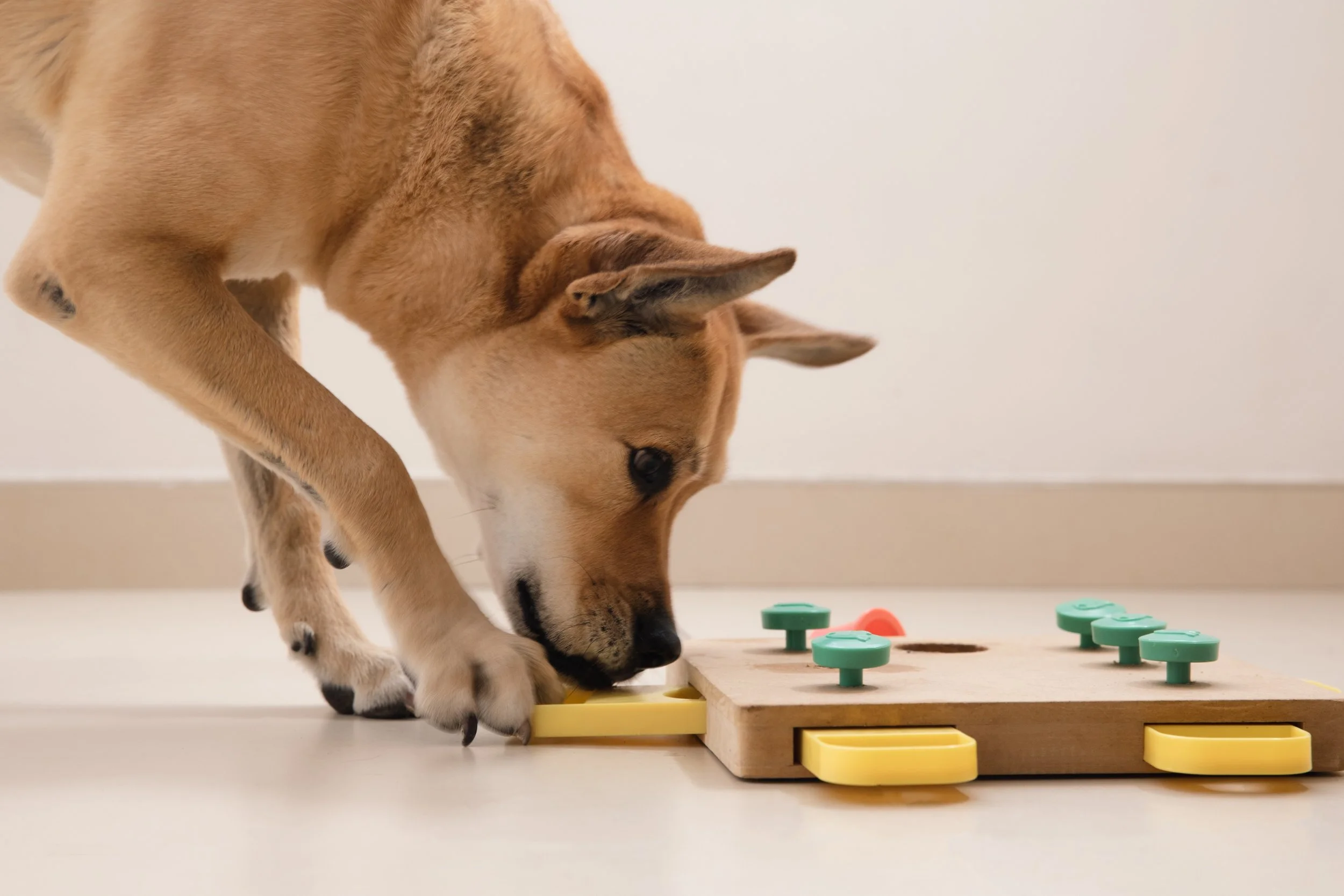 Dog with Puzzle.jpg