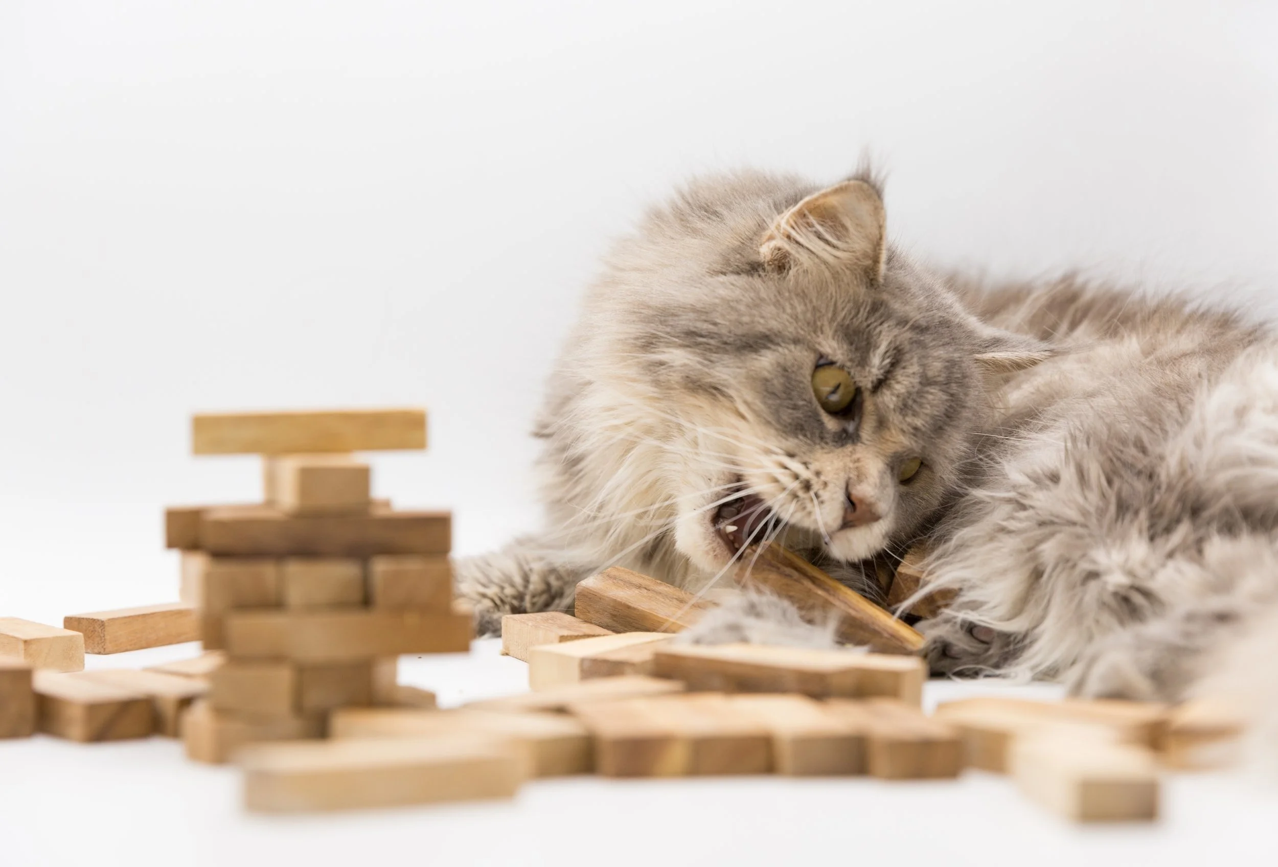 Persian Cat with Puzzle.jpg