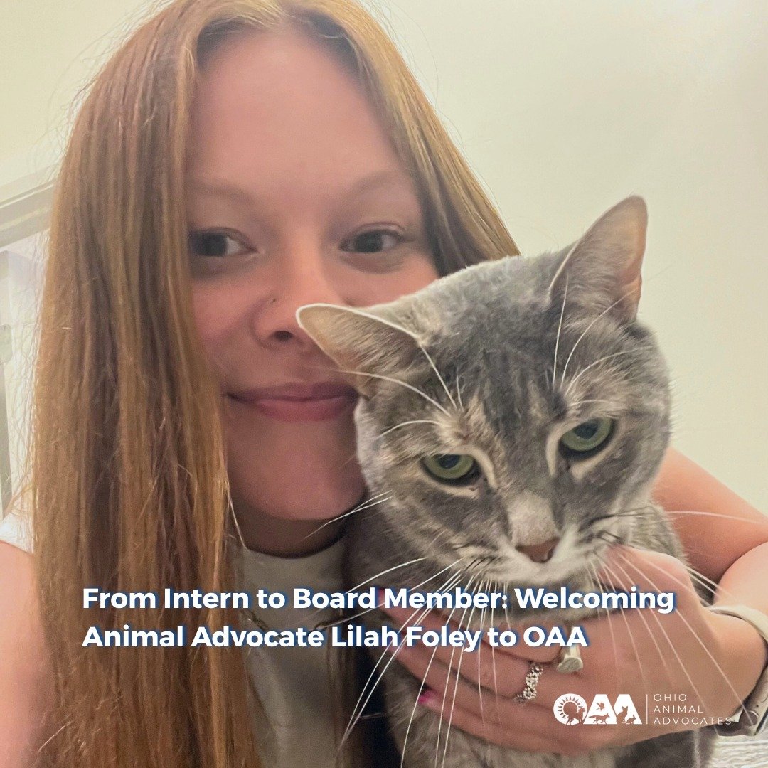Meet Lilah Foley, lifelong animal advocate, policy champion, and OAA&rsquo;s newest board member! 🐾

From volunteering in shelters to testifying at the Ohio Statehouse, Lilah brings passion and real-world experience to our mission.

We&rsquo;re exci