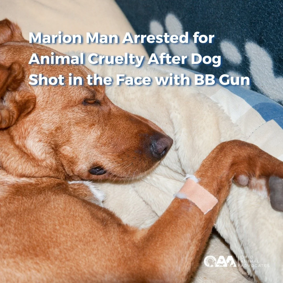 A Marion man has been arrested after a dog was shot in the face with a BB gun. Multiple animals were seized from the home. Ohio must strengthen penalties for cruelty. Read the full story and help us take action at ohioanimaladvocates.org/news