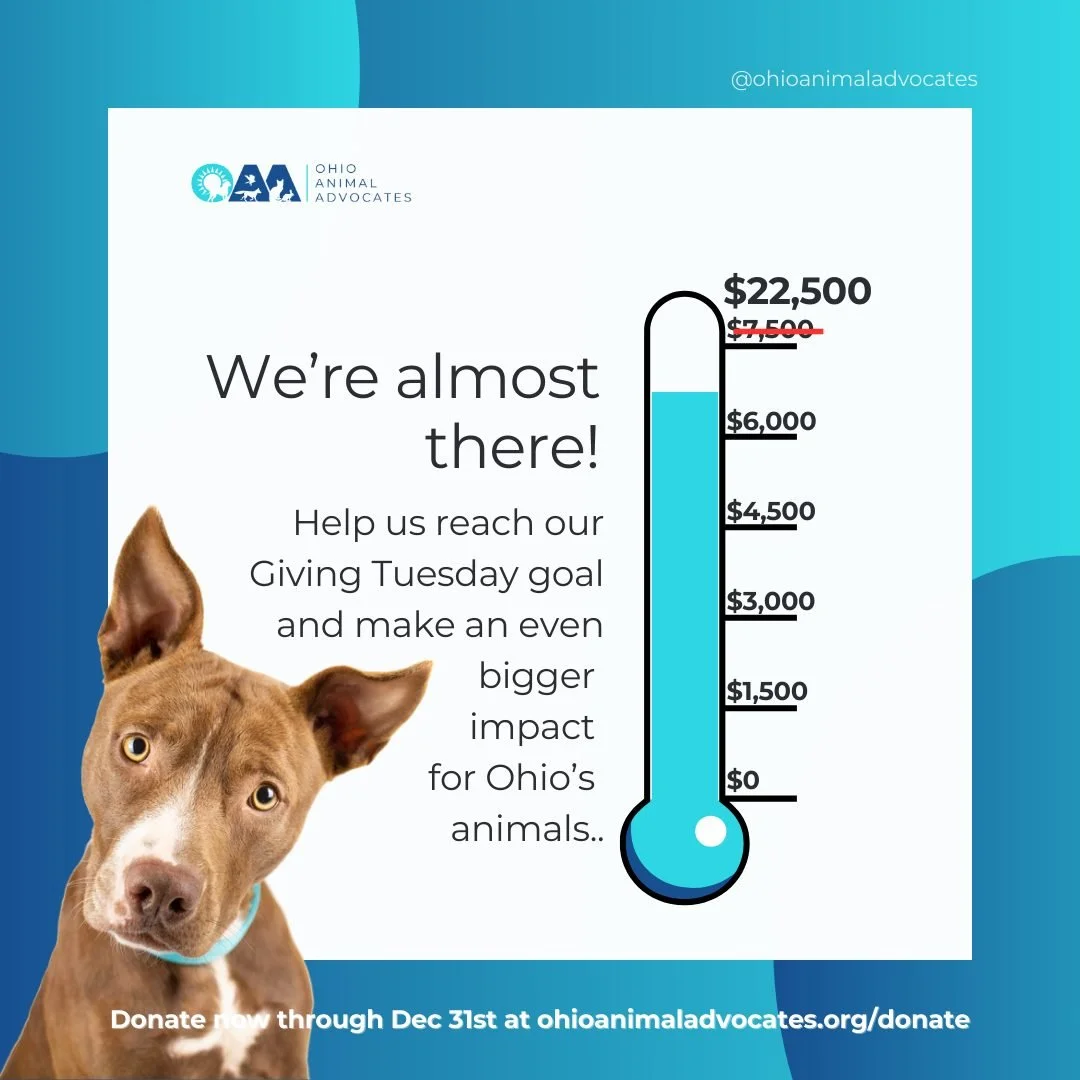 We are just under $1,000 dollars away from our goal! 

If you have not had the chance to donate, now is the time to make your gift go farther. All donations will be TRIPLED through December 31st! OAA wants to extend a huge thank you to the donor who 