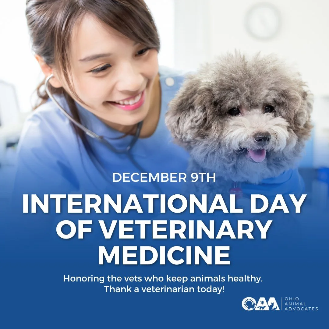 🐾 Today we honor the veterinarians who care for our animals and communities. Thank you, vets and vet techs!

Triple match alert! Donate by December 31 and your gift goes 3&times; as far to protect animals across Ohio. Donate at ohionanimaladvocates.