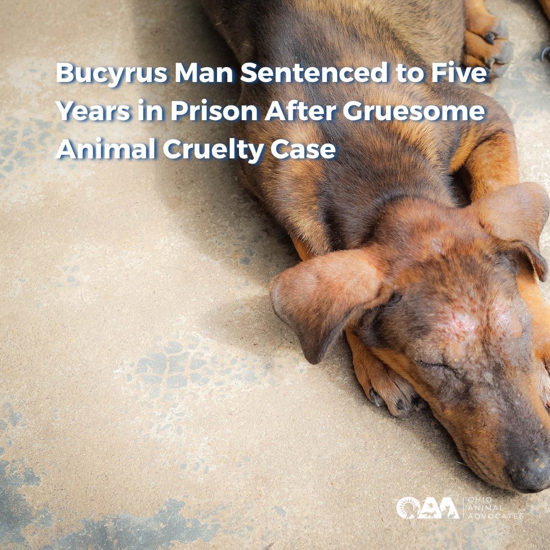 A Bucyrus man was sentenced to nearly five years for a horrific animal cruelty case. This is why our work matters, and why your support is critical. Read the full story and help us by taking action at ohioanimaladvocates.org/news