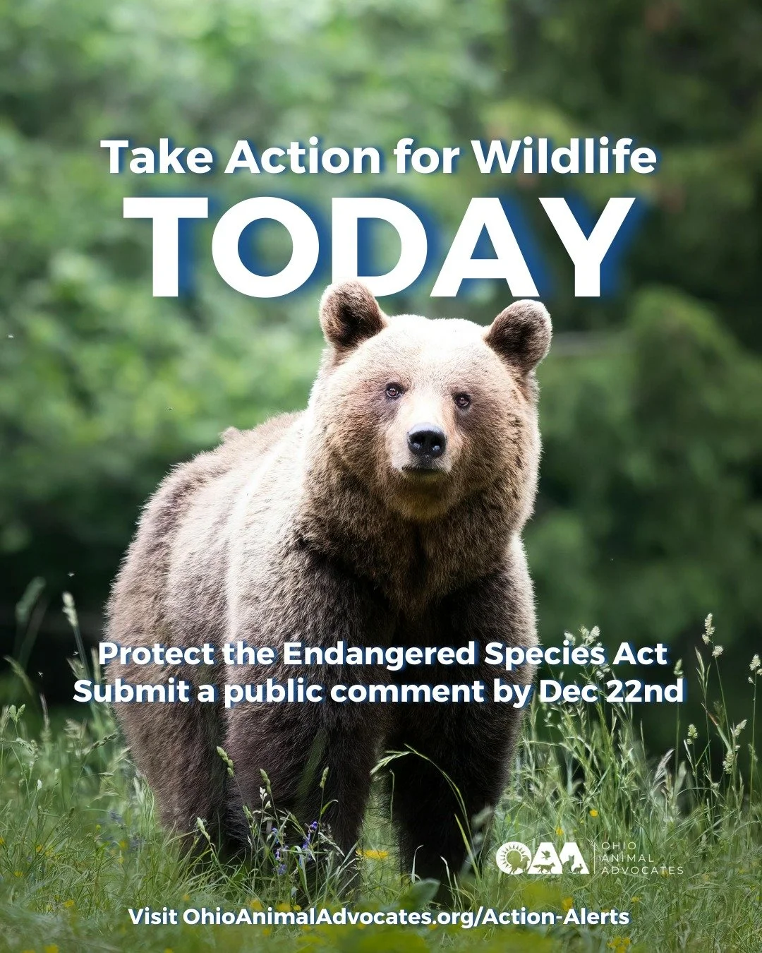 For 50+ years, the Endangered Species Act has protected wildlife from extinction.
Proposed rollbacks put that progress at risk.

Take action by Dec 22nd! Visit ohioanimaladvocates.org/action-alerts#federal

Learn more at https://www.ohioanimaladvocat