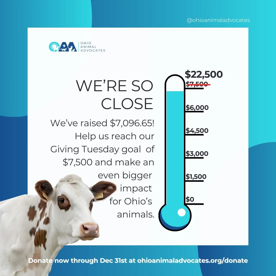 Wow! $7,096.65 raised!
Your support is making a real difference. Help us hit our $7,500 Giving Tuesday goal for Ohio&rsquo;s animals.

Donate at ohioanimaladvocates.org/donate