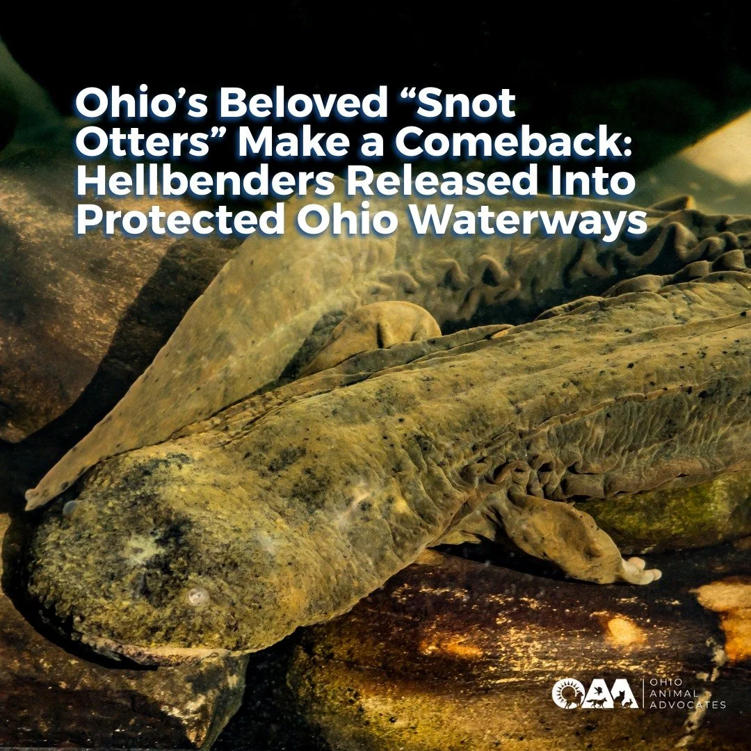 Ohio&rsquo;s &ldquo;snot otters&rdquo; are making a comeback!Scientists released 116 juvenile hellbenders into protected Ohio streams &mdash; a big win for clean water and wildlife.

Read more: ohioanimaladvocates.org/hellbenders-return-ohio