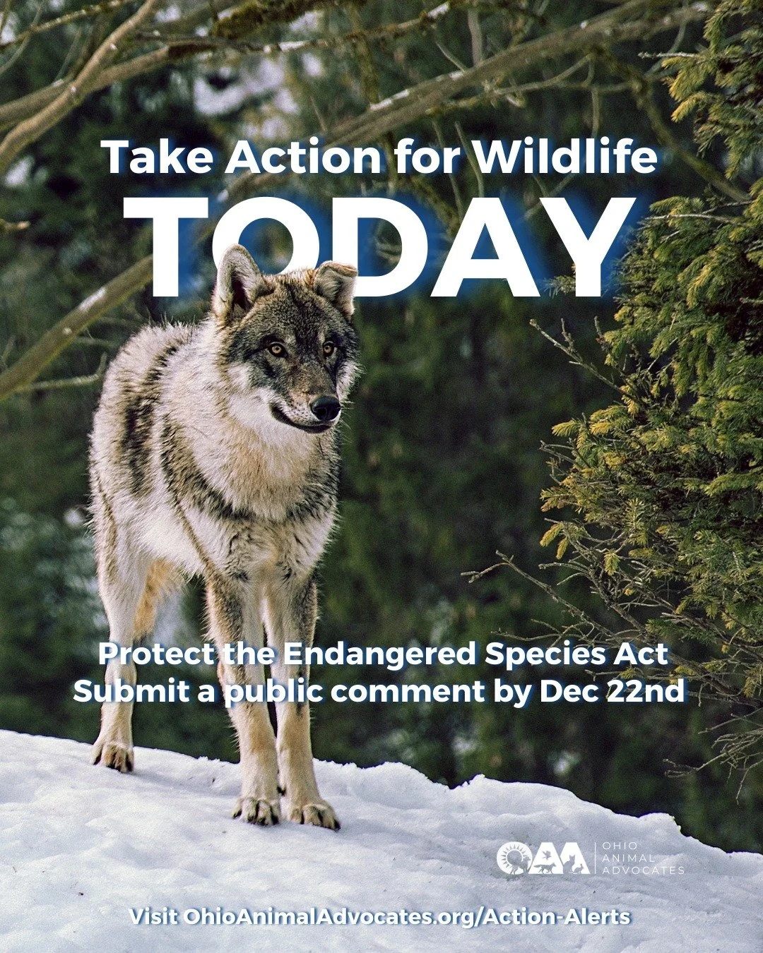 Wolves, grizzlies, and countless other species depend on strong protections.
Don&rsquo;t let them lose it.

Use our template letter to submit your comment by Dec 22nd. It's not too late! Find the template at ohioanimaladvocates.org/action-alerts#fede
