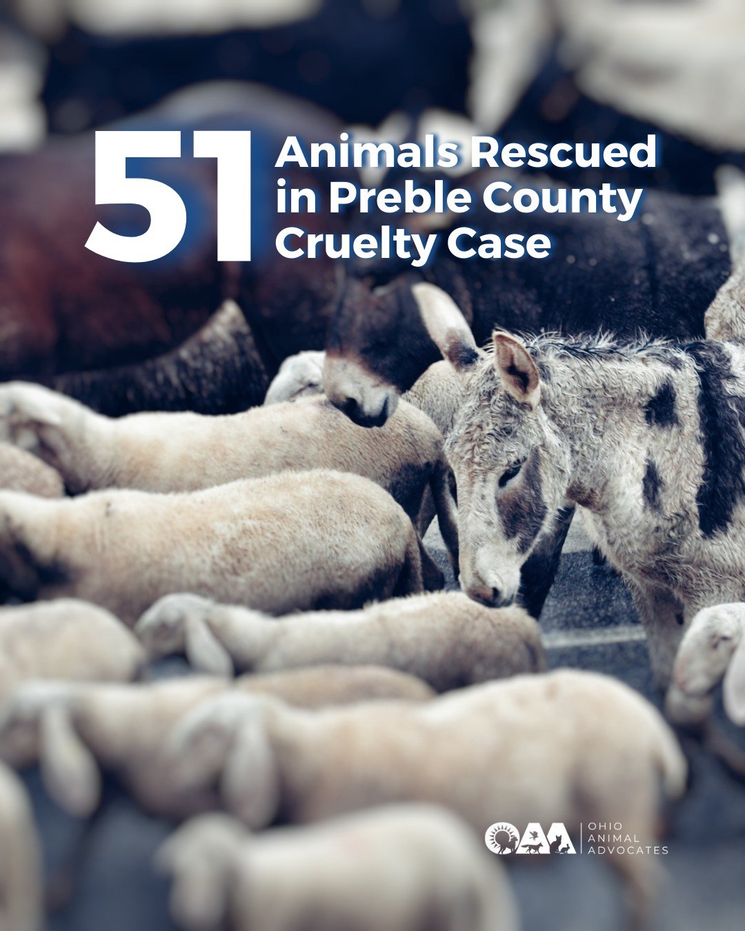More than 50 animals rescued.
Cruelty thrives when it goes unseen.
Report abuse. Support enforcement. Protect animals.

Learn more at ohioanimaladvocates.org/news