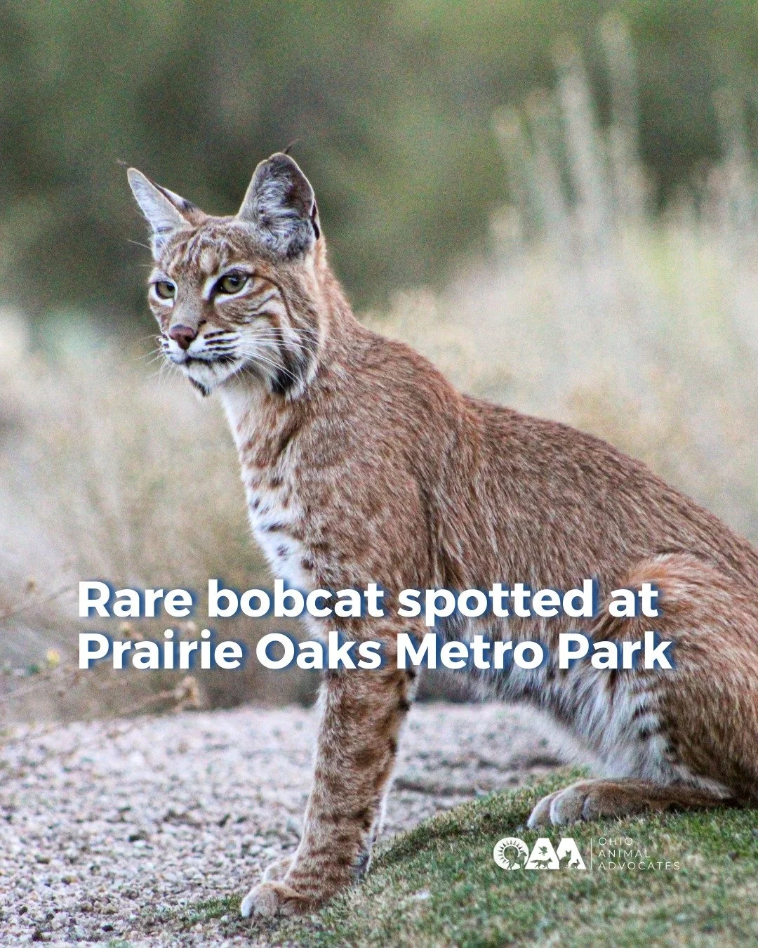 A rare bobcat sighting in central Ohio is a sign of wildlife recovery, and a reminder that strong protections matter.

Learn how OAA is working to protect Ohio&rsquo;s wildlife at ohioanimaladvocates.org/news