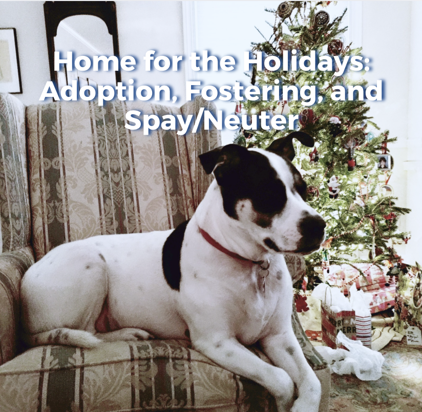 Home for the Holidays: Adoption, Fostering, and Spay/Neuter