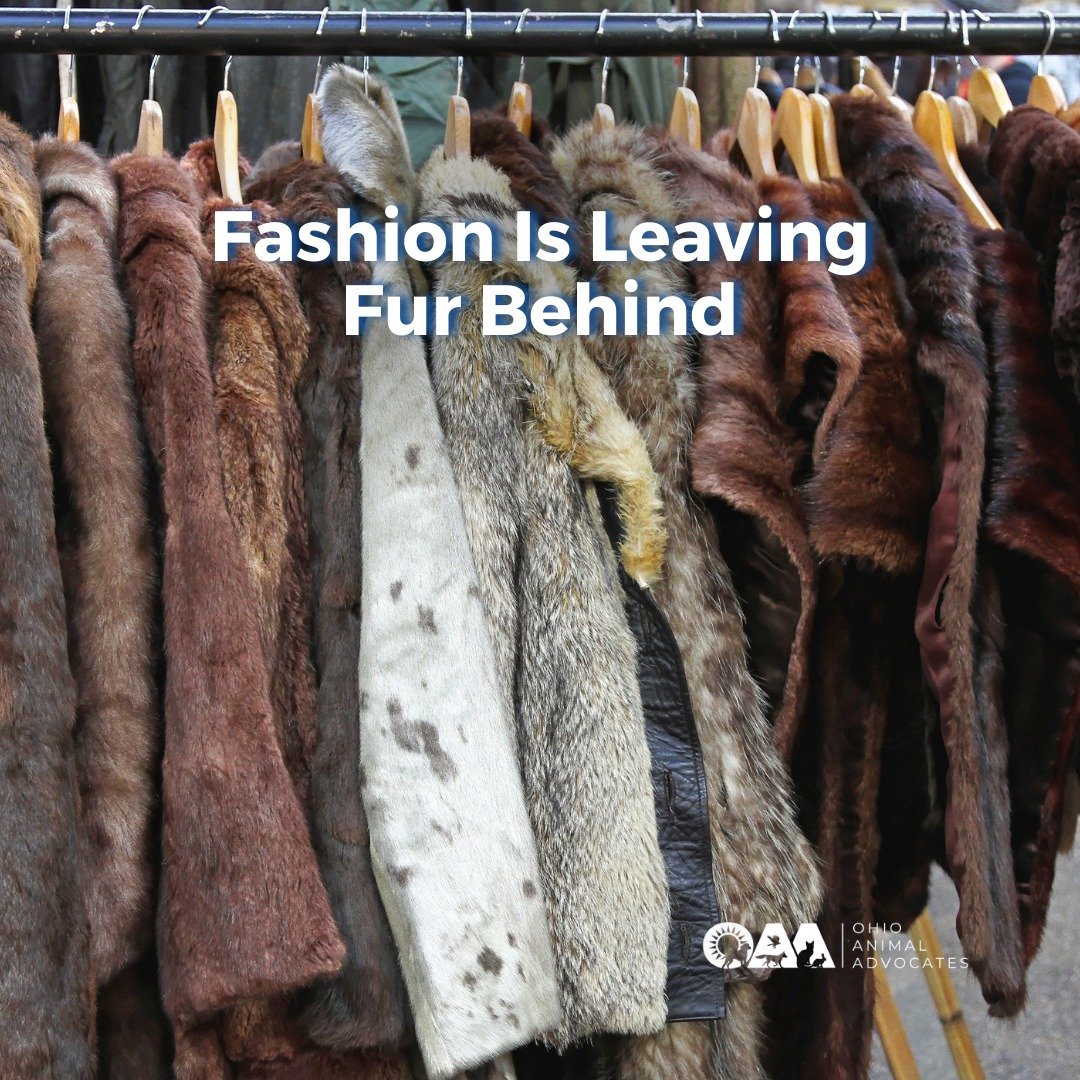 Fashion is moving on from fur. Policy should too. Sign the action alert to protect public health &amp; wildlife.

Learn more at ohioanimaladvocates.org/news