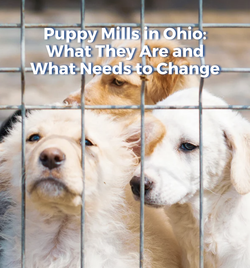 Puppy Mills in Ohio: What They Are and What Needs to Change