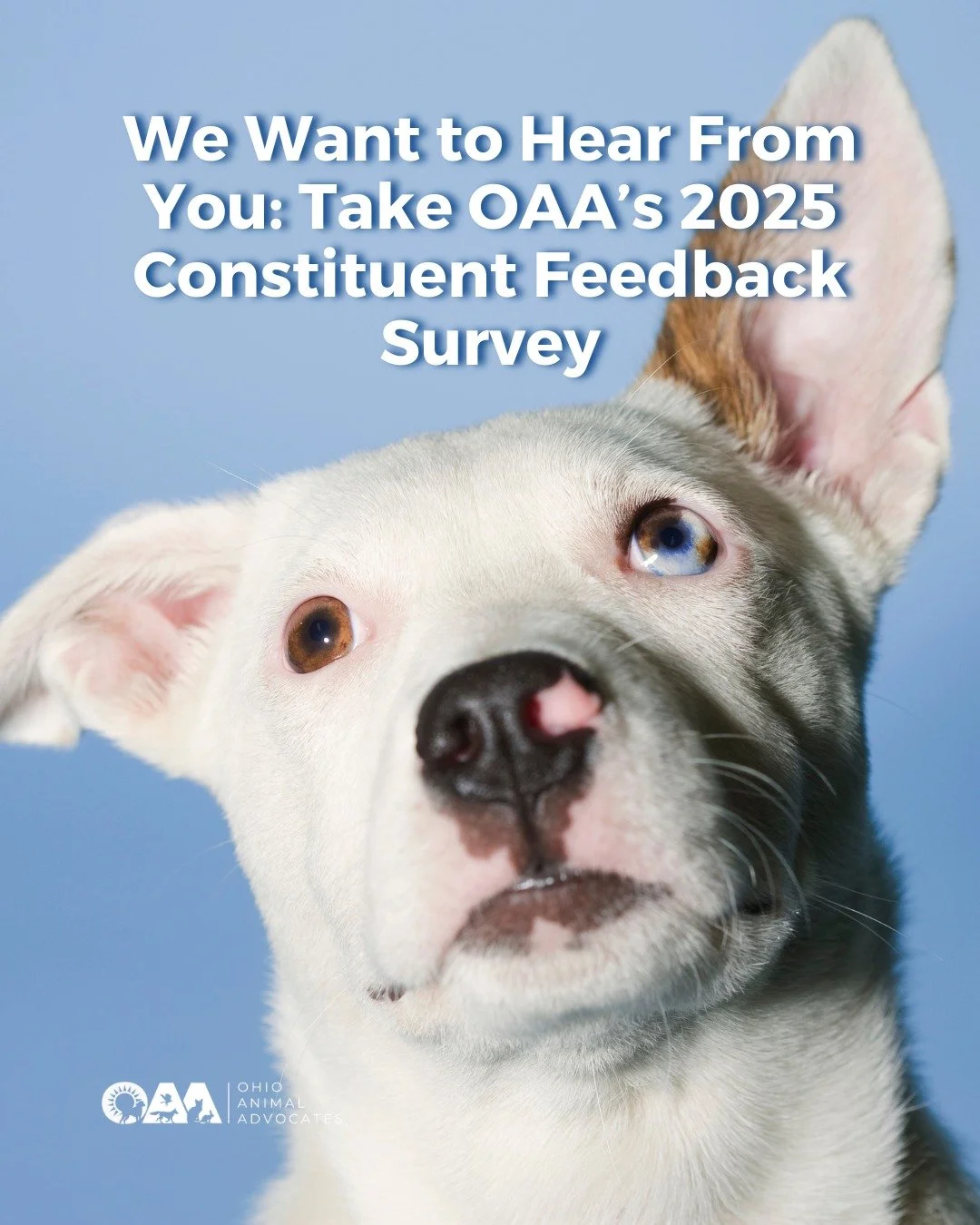 Your voice matters. Help shape animal advocacy in Ohio by taking our 5-minute, anonymous survey.

Take our 2025 Constituent Feedback Survey at https://www.ohioanimaladvocates.org/news/2025-constituent-feedback-survey