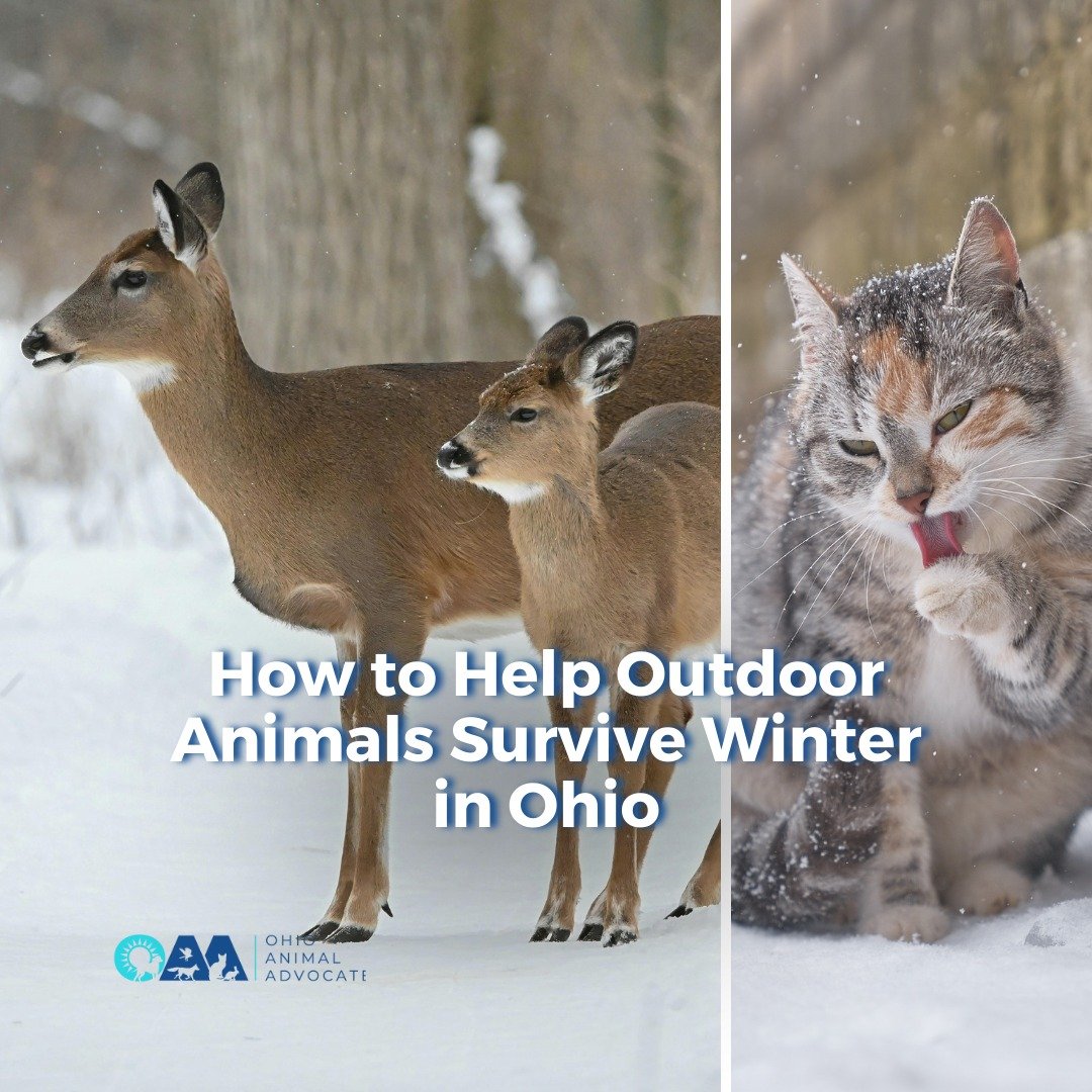 Cold weather is here. Outdoor animals need us.
Learn how you can help &rarr; ohioanimaladvocates.org/news