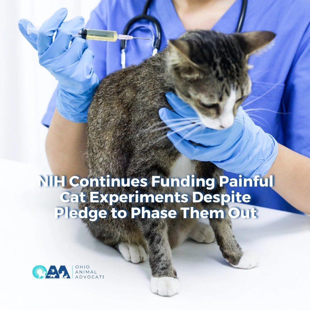 Despite public promises, painful cat experiments are still being funded.
Transparency and humane science matter.

Read more at ohioanimaladvocates.org/news