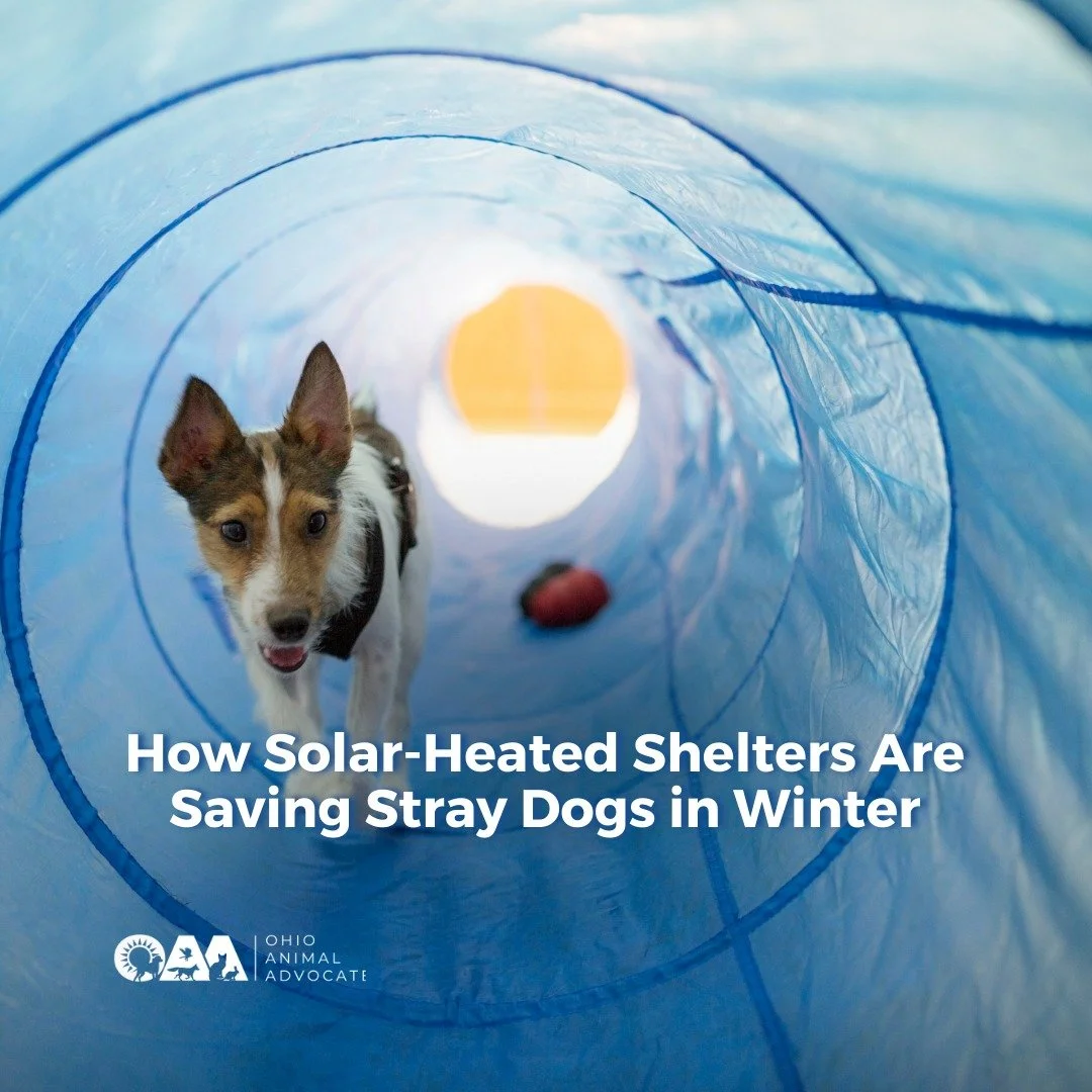 These solar-heated shelters give stray dogs a fighting chance in winter. Smart, humane solutions matter.

Learn more at ohioanimaladvocates.org/news