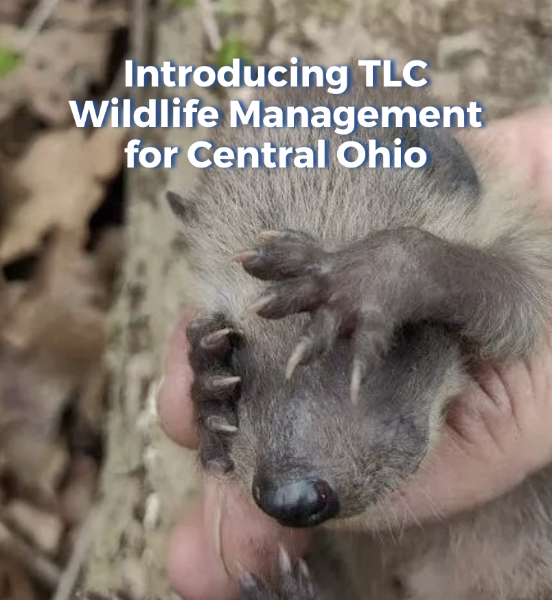 Introducing TLC Wildlife Management for Central Ohio