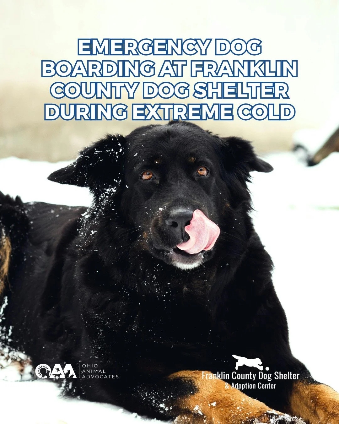 Extreme cold shouldn&rsquo;t force anyone to choose between warmth and their pet. Franklin County is providing free emergency dog boarding during cold weather and we&rsquo;re pushing for more pet-inclusive solutions statewide. 🐾❄️

Learn more at ohi