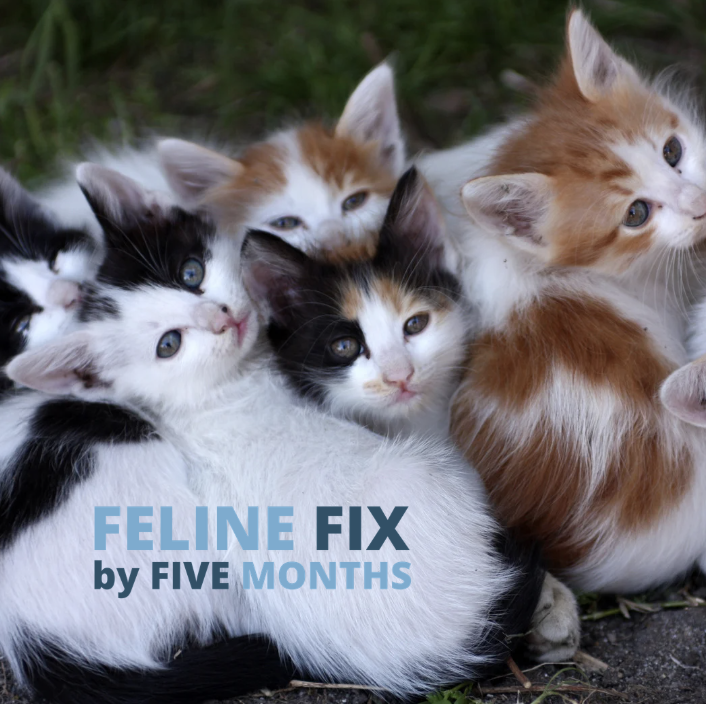 10 Years In: Why Feline Fix by Five Still Matters