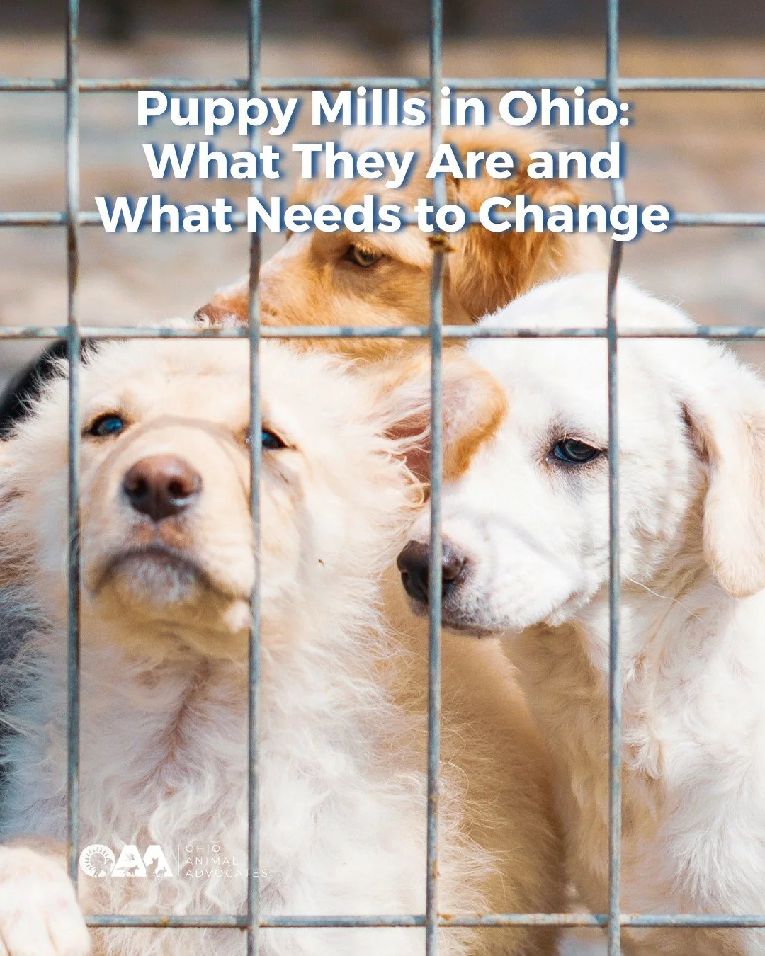 Puppy mills continue to operate in Ohio with little accountability. Dogs deserve better.

Read more and take action to Hold Puppy Mill Breeders Accountable for Animal Abuse at https://www.ohioanimaladvocates.org/news/ohio-puppy-mills