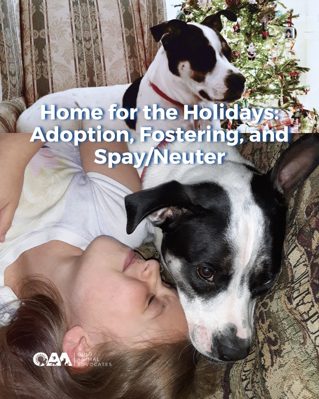 The holidays are about care, not impulse. Adopt if you can&mdash;NEVER as a surprise&mdash;and support shelters through fostering, volunteering, donating, and spay/neuter year-round. 🐾

Read the rest of the story at https://www.ohioanimaladvocates.o