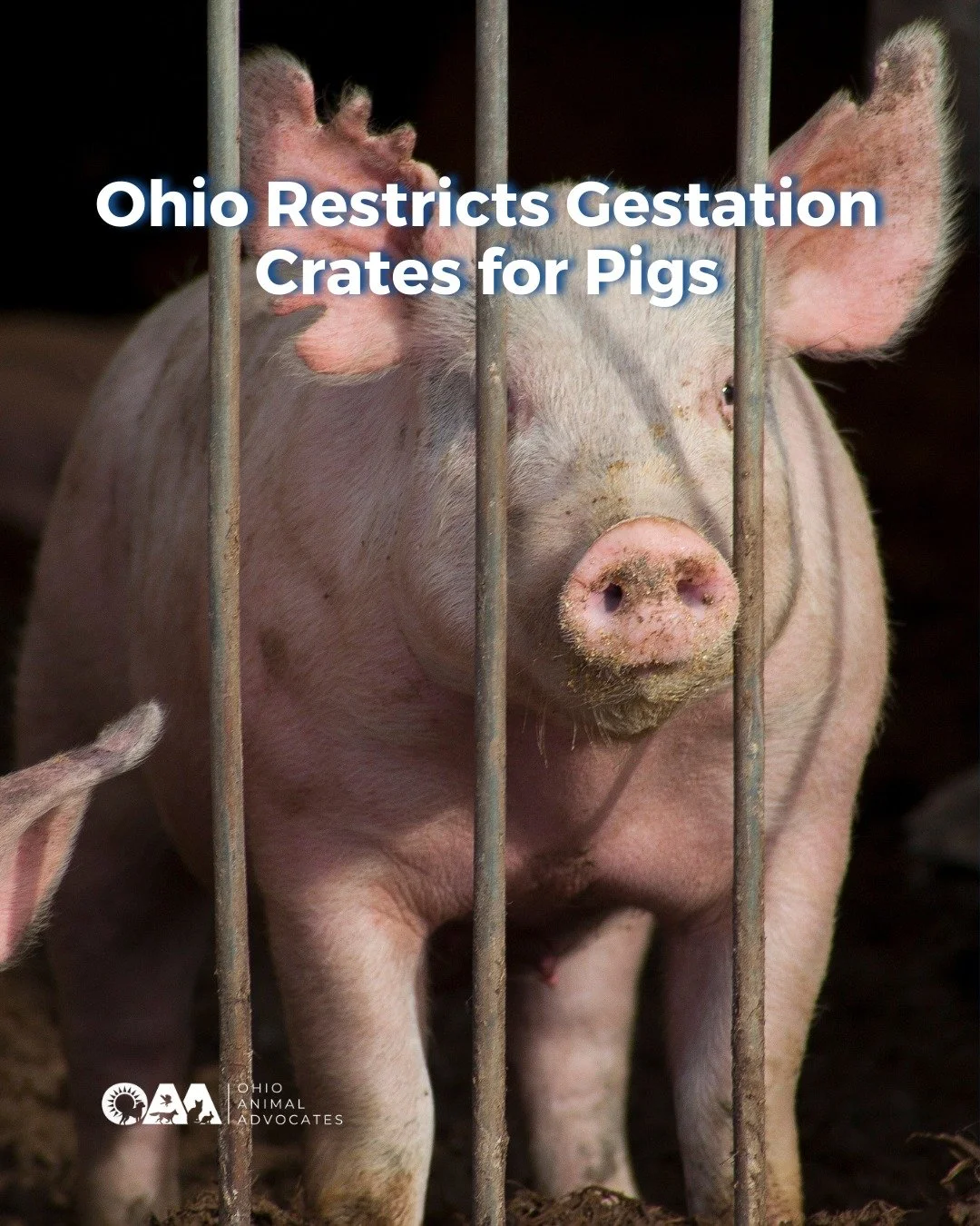 Ohio is now the 11th state to restrict gestation crates for pigs&mdash;marking the end of a 15-year effort to improve farm animal welfare through science-based standards. 🐖

Read about the rest of the update at https://www.ohioanimaladvocates.org/ne