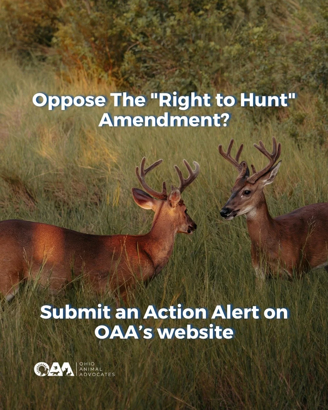 The Senate General Government Committee meets on Tuesday, Feb 10th! Visit OAA's website to speak out against the proposed &ldquo;Right to Hunt&rdquo; Amendment to the Ohio Constitution. 

Read and submit the action alert at https://www.ohioanimaladvo