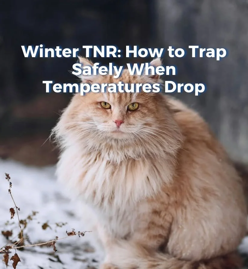 Winter TNR is possible with the right prep ❄️🐾 Warm shelters, smart timing, and frequent checks keep community cats safe.

Learn more &rarr; www.ohioanimaladvocates.org/news/winter-tnr