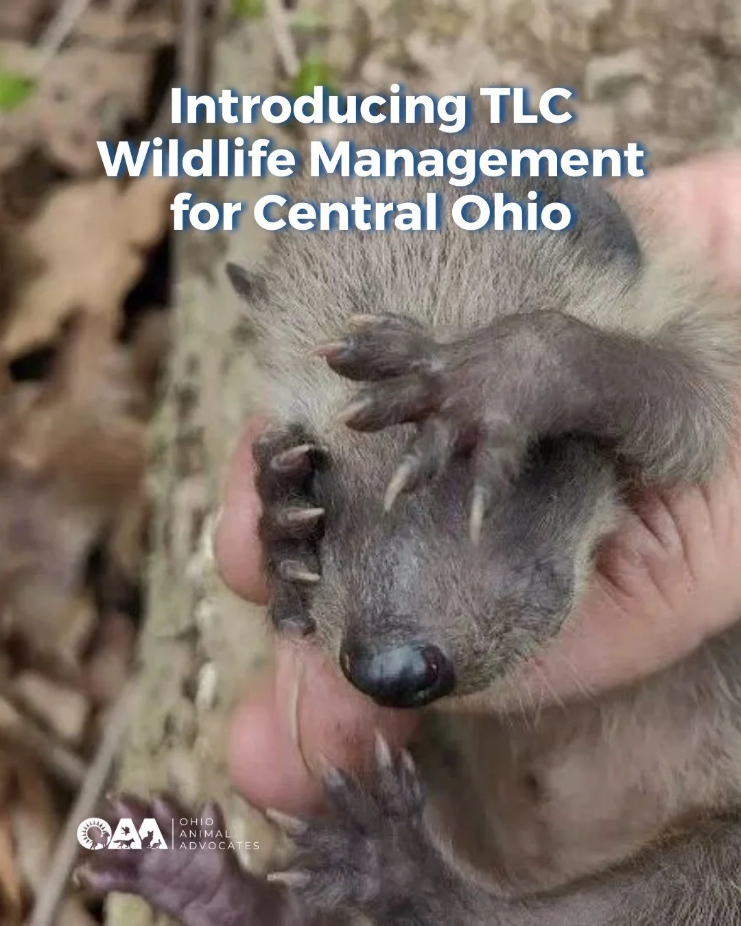 Spring brings new wildlife activity and humane solutions matter. 🐾

We&rsquo;re highlighting TLC Wildlife Management, Central Ohio&rsquo;s only wildlife service offering exclusively non-lethal prevention, eviction, and exclusion.

Protecting wildlif
