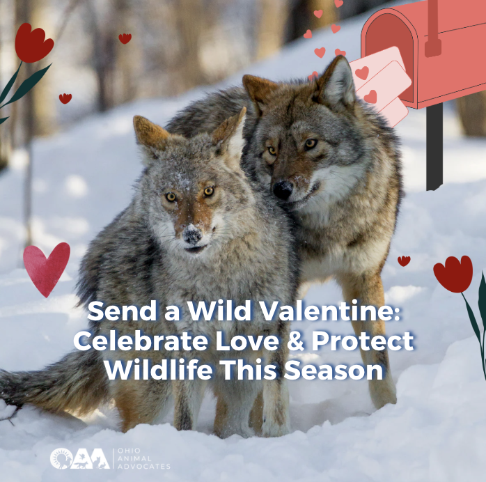Send a Wild Valentine: Celebrate Love &amp; Protect Wildlife This Season