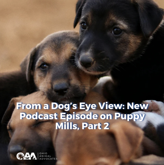 From a Dog’s Eye View: New Podcast Episode on Puppy Mills, Part 2