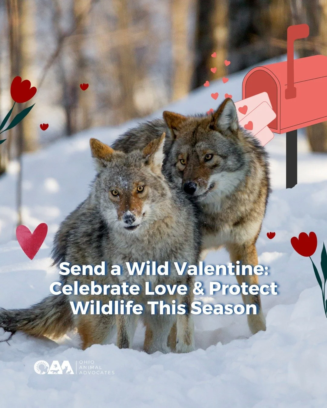 It&rsquo;s mating season for coyotes, wolves, and foxes &mdash; a reminder that devotion and partnership aren&rsquo;t just human traditions. They&rsquo;re beautifully wild.

This Valentine&rsquo;s Day, send a Wild Valentine through our partner, @proj