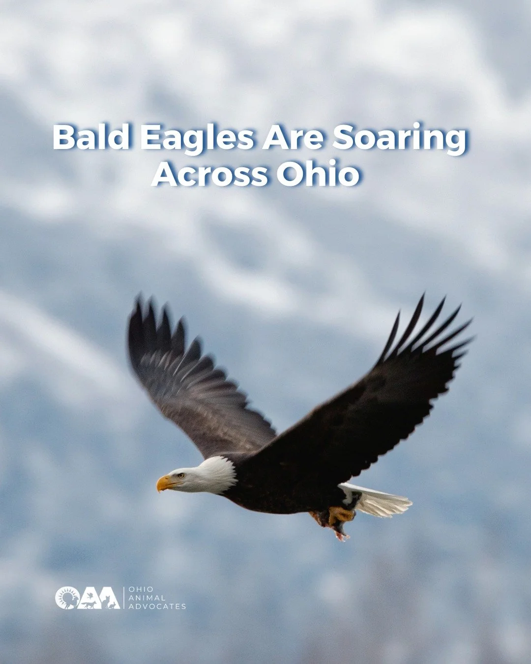 From near extinction to statewide recovery 🦅 Ohio&rsquo;s bald eagle population is growing, but continued protection is critical.

Learn more and get involved at ohioanimaladvocates.org/news/bald-eagles