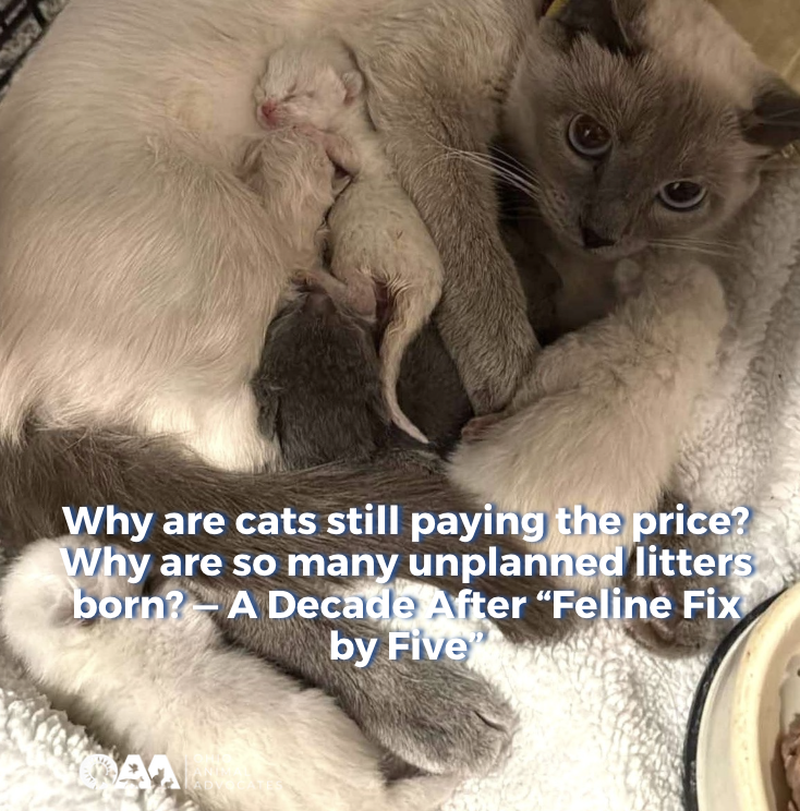 Why are cats still paying the price? Why are so many unplanned litters born? — A Decade After “Feline Fix by Five”