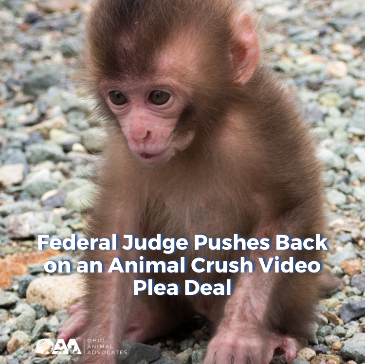 Federal Judge Pushes Back on an Animal Crush Video Plea Deal