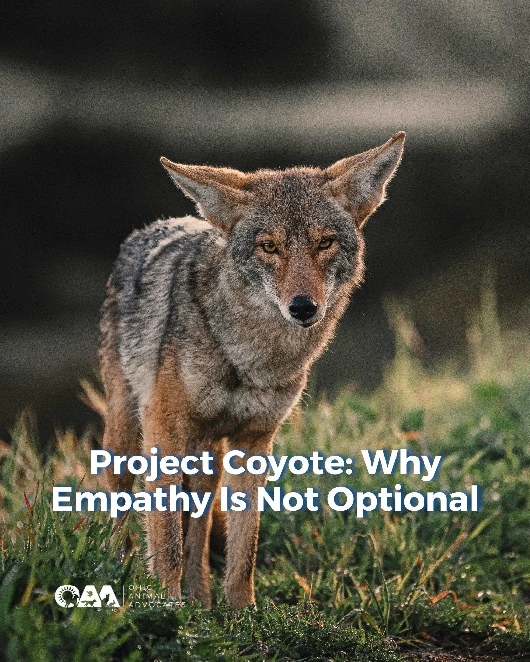 Empathy leads to action. Stand up for wildlife with OAA and Project Coyote 

Learn how at ohioanimaladvocates.org/news/project-coyote-empathy

@projectcoyoteorg