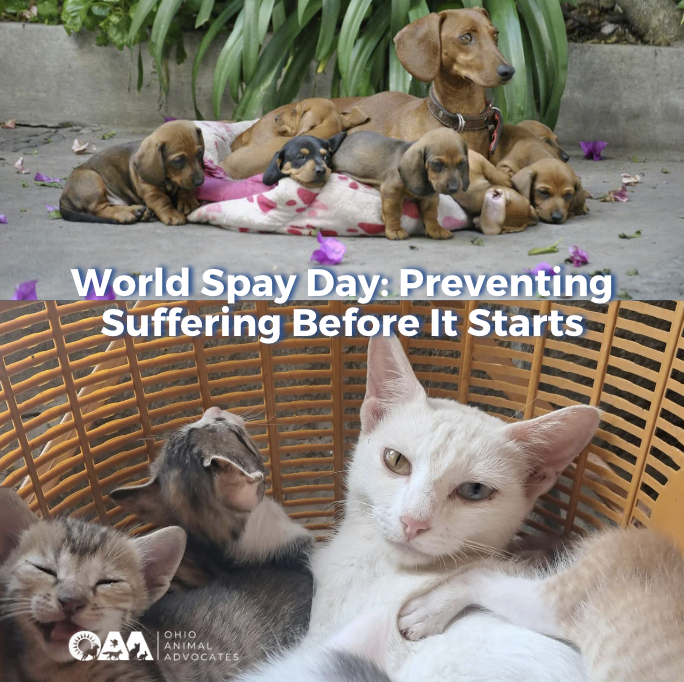 Screenshot 2026-02-25 at 12.00.07 PM.png