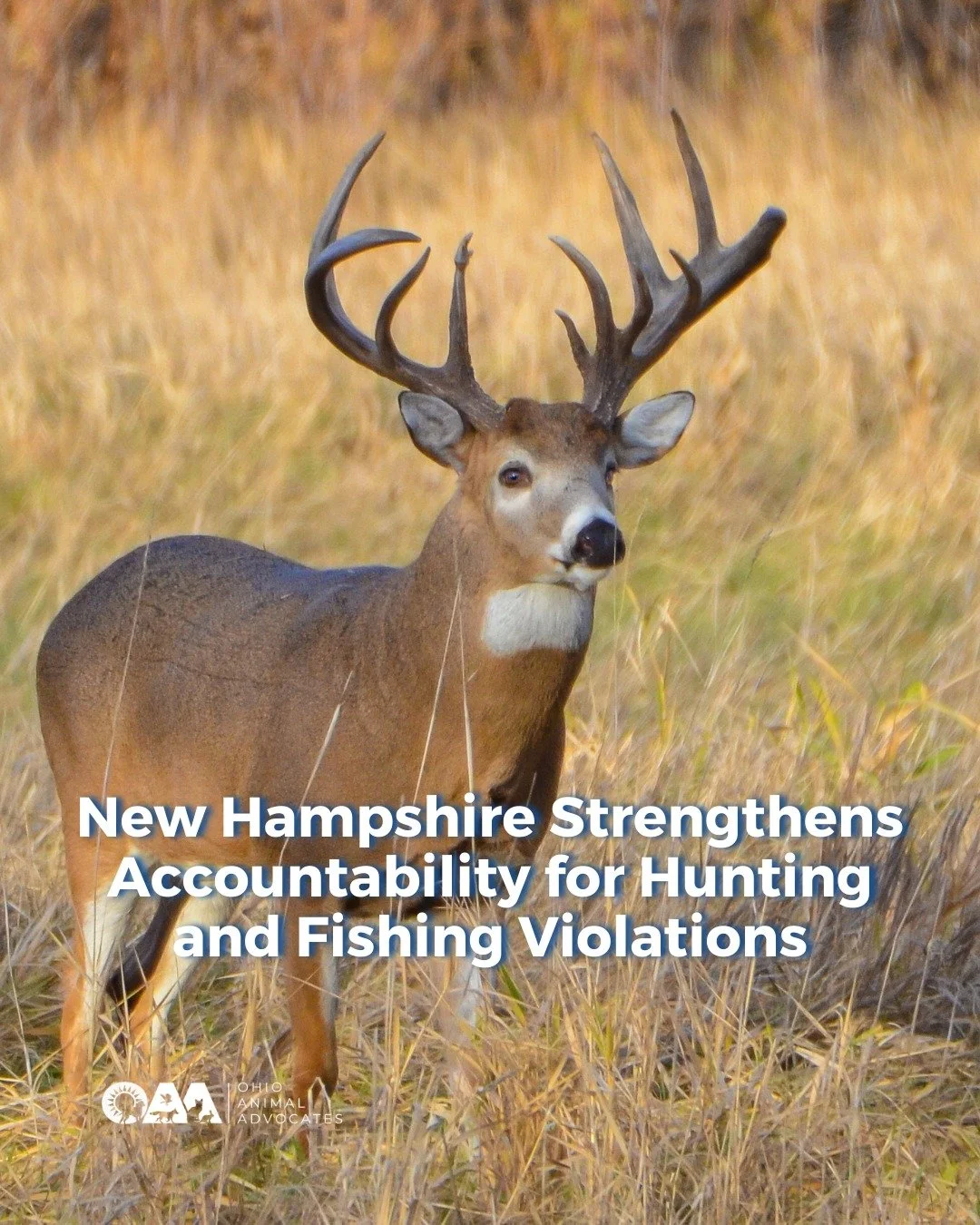 New Hampshire strengthened penalties for hunting and fishing violations, because accountability matters. Now it&rsquo;s time to protect wildlife everywhere. Oppose the &ldquo;Right to Hunt&rdquo; amendment and end wildlife killing contests. 

Learn m