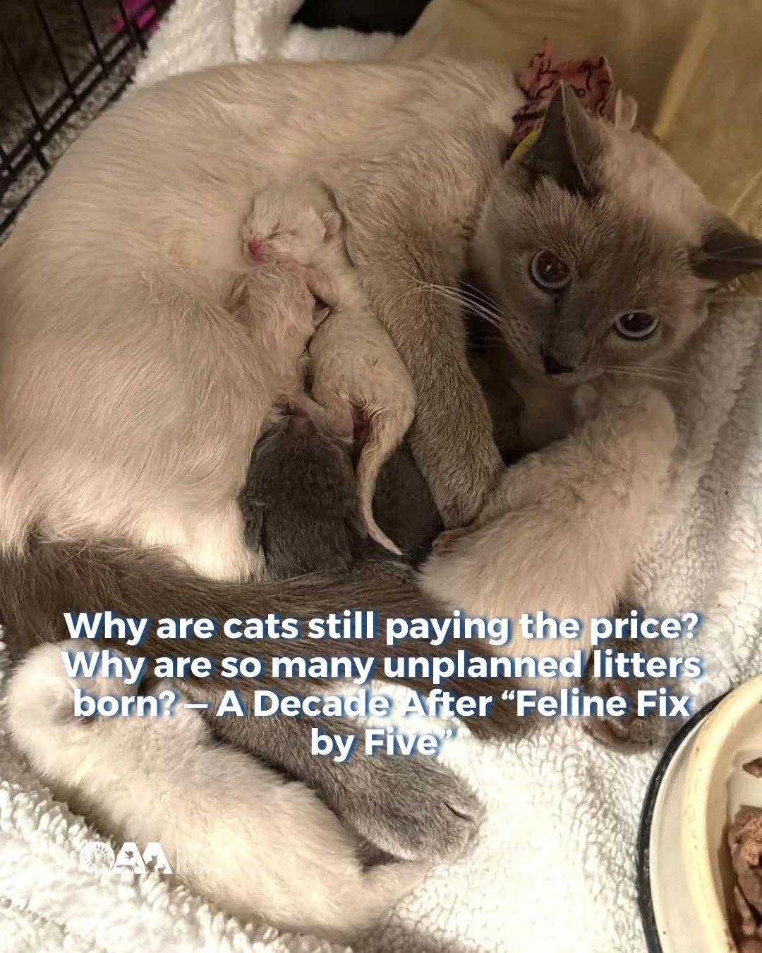 Kittens can get pregnant BEFORE they&rsquo;re five months old. 

In 2024 alone, 1.7 MILLION KITTENS under five months entered U.S. shelters.

Ten years after veterinary leaders agreed cats should be spayed or neutered by five months, most are still f