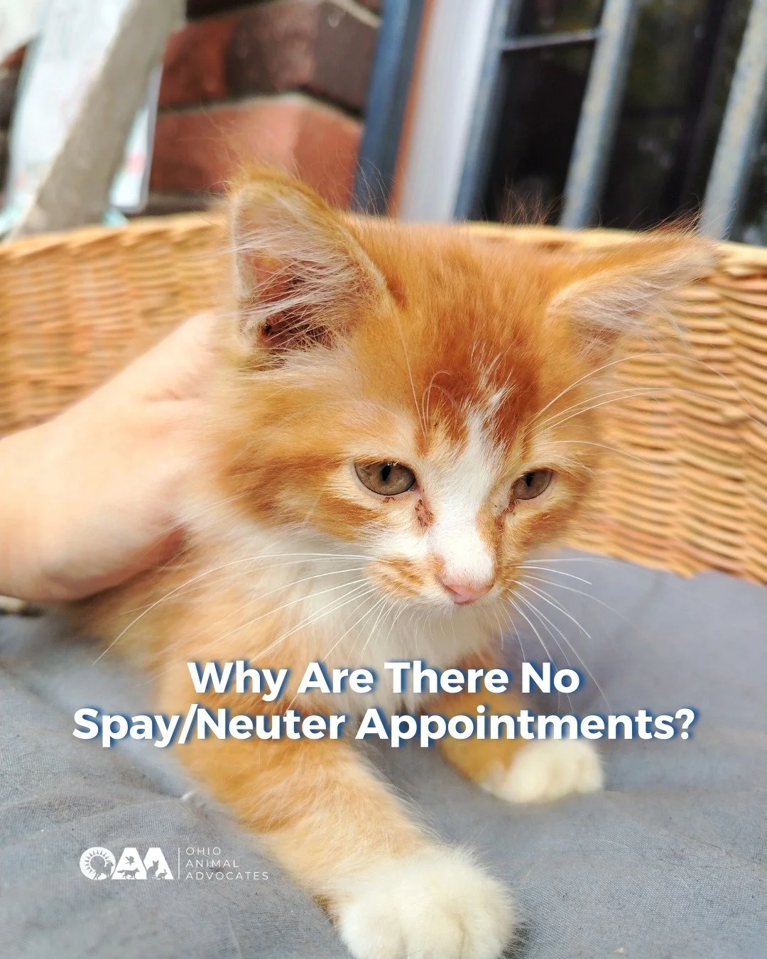 If you&rsquo;ve tried to book a low-cost spay/neuter appointment and hit a wall, you&rsquo;re not alone.

Read how Dr. G, from @rascalunit  and OAA Board Member, responses to the access to care crisis at ohioanimaladvocates.org/news/spay-neuter-acces