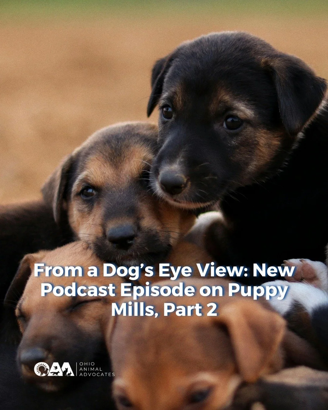 New Podcast Episode: Puppy Mills &ndash; Part 2

In this episode of From a Dog&rsquo;s Eye View, advocates break down the loopholes, enforcement gaps, and real consequences dogs face in puppy mills &mdash; plus what Senate Bill 232 could change.

Lis