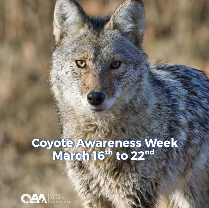 Screenshot 2026-03-12 at 11.36.49 AM.png