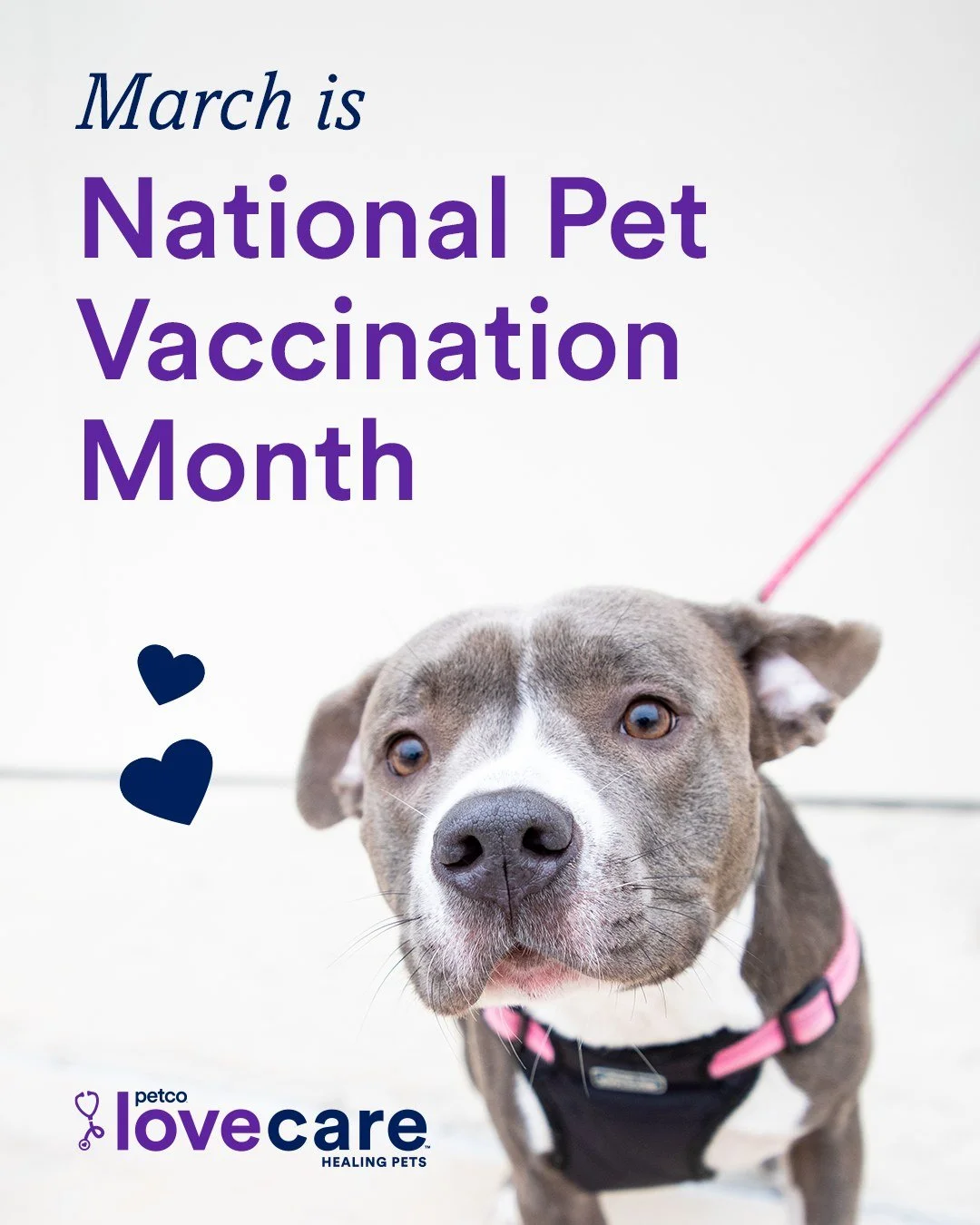 It&rsquo;s National Pet Vaccination Month&mdash;a reminder that vaccines protect pets from serious and preventable diseases like parvovirus, distemper, and panleukopenia.

Looking for veterinary services?
You can explore Petco Love&rsquo;s free vacci
