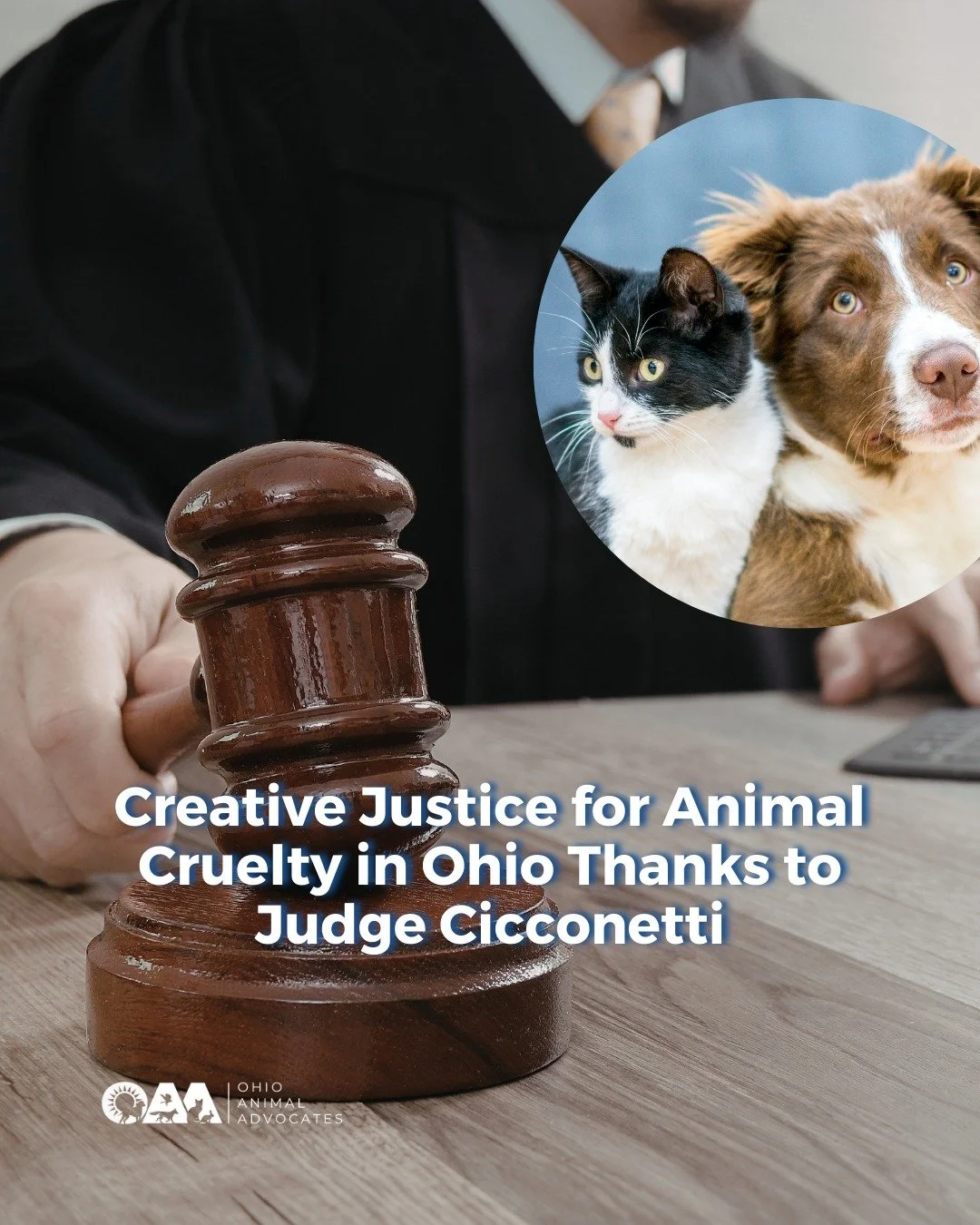Instead of relying only on fines or short jail time, Judge Michael Cicconetti has issued creative sentences designed to confront offenders with the reality of what they inflicted on defenseless animals.

Learn how these animal abusers were sentenced 
