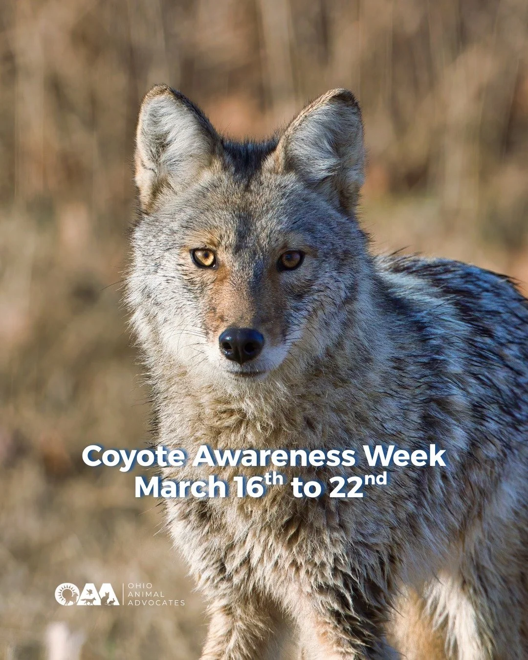 It's Coyote Awareness Week (March 16th to 22nd)! Coyotes are one of North America&rsquo;s most misunderstood wildlife species&mdash;but they play a vital role in healthy ecosystems.

Learn more at ohioanimaladvocates.org/news/coyote-awareness-week-20