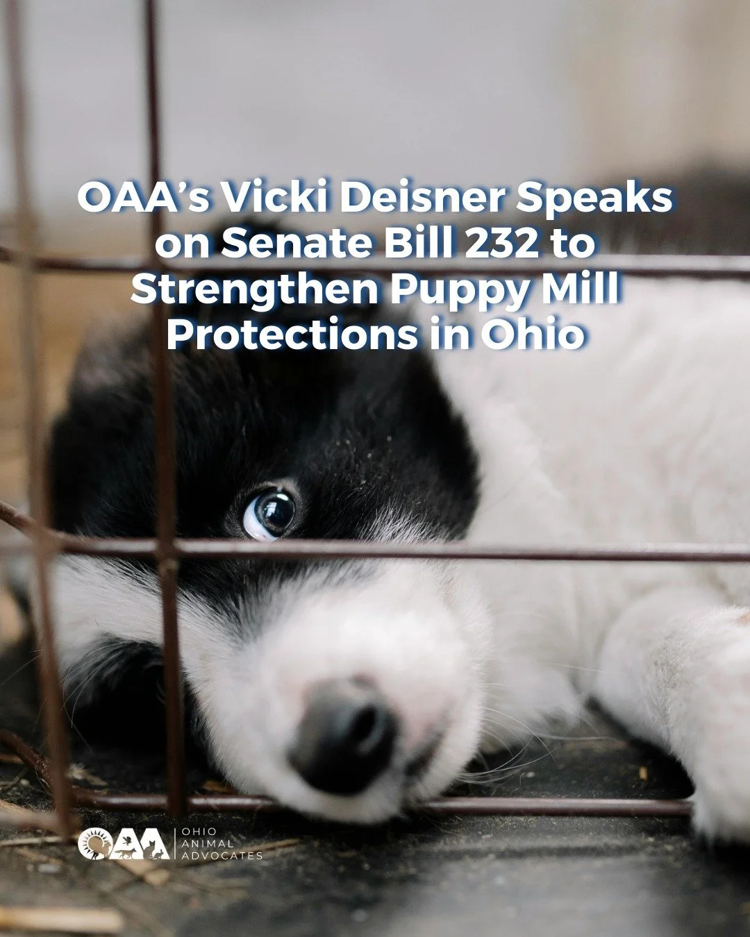 Ohio ranks near the top for problematic commercial breeders and Senate Bill 232 aims to strengthen oversight.

In a recent Ohio Animal Foundation feature, our Executive Director Vicki Deisner explains why S.B. 232 would:

✔ Require all surgeries be p