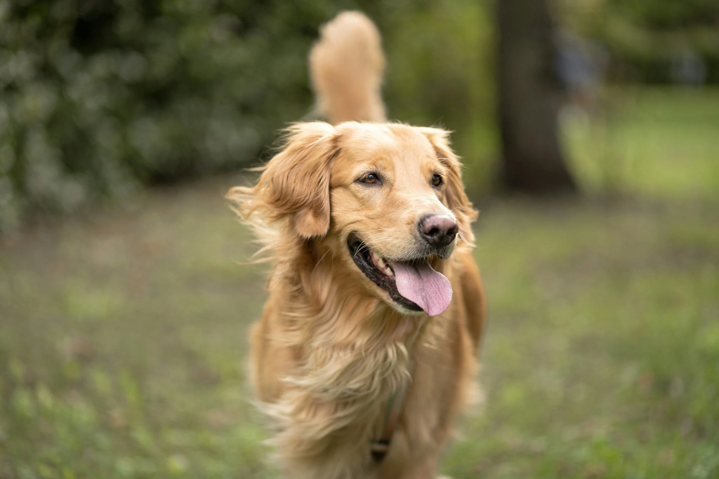 Save a Pet, Save a Family