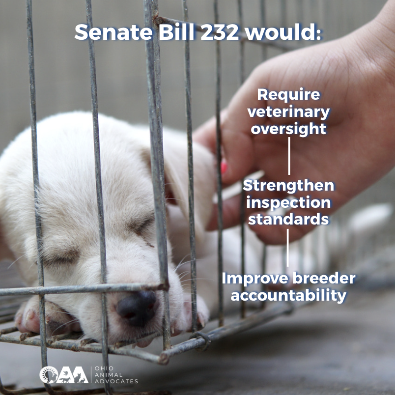 Screenshot 2026-03-18 at 10.34.54 AM.png