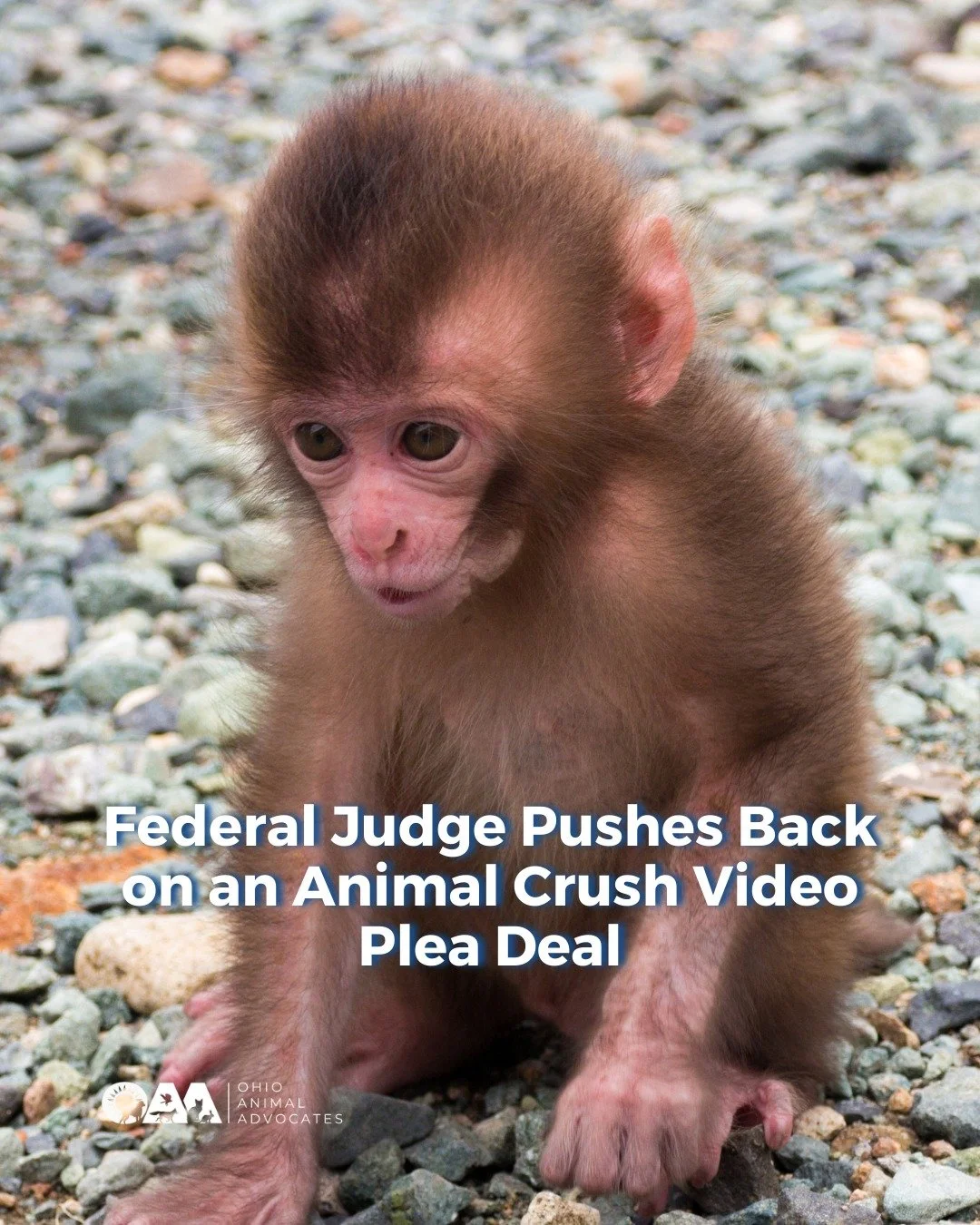 A federal judge in Ohio just rejected a plea deal in a major animal cruelty case &mdash; saying the proposed sentence did not reflect the seriousness of the conduct.

In United States v. Dryden, the court refused to accept an 84-month agreement, emph