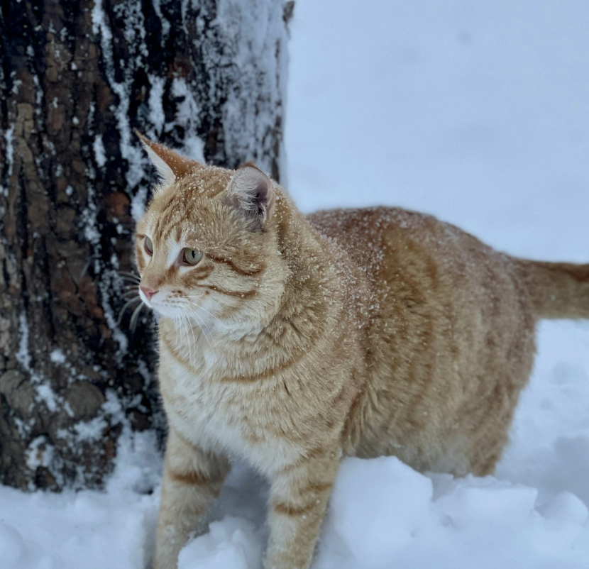 Screenshot 2026-03-20 at 1.03.22 PM.png